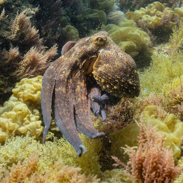 The Distributed Octopus