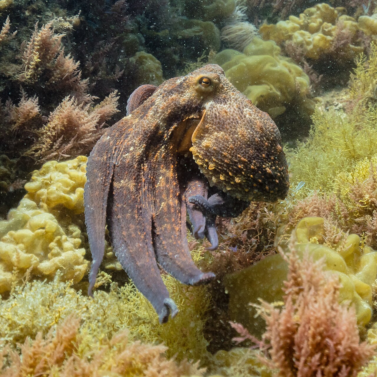 The Distributed Octopus