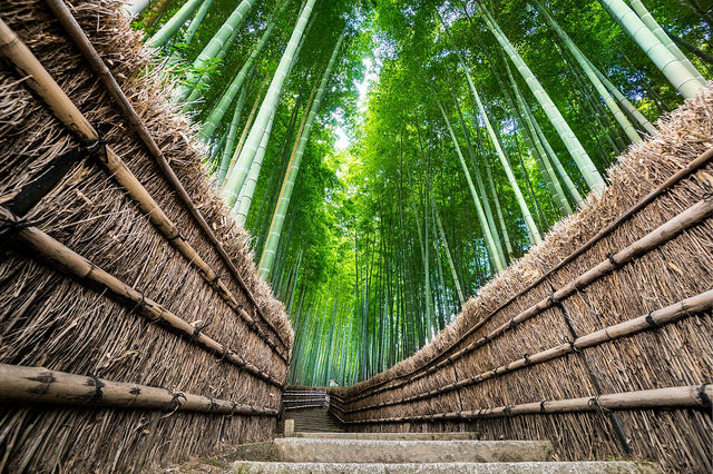 Arashiyama Bamboo Grove