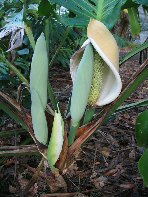 Overgrown Monstera